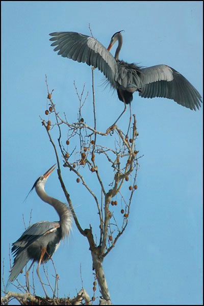 Herons Approaching Nest 2 card