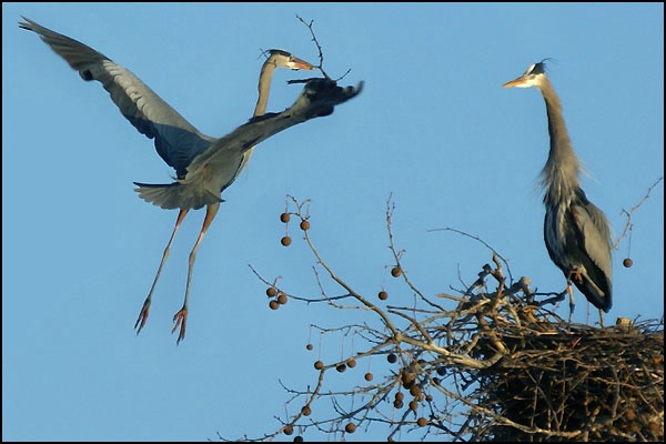 Herons Approaching Nest card