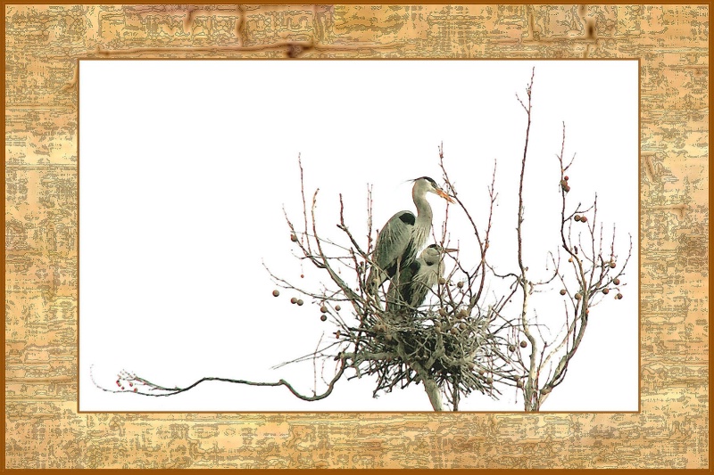Herons in Oriental Frame card