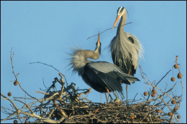 Herons Pass Branch card