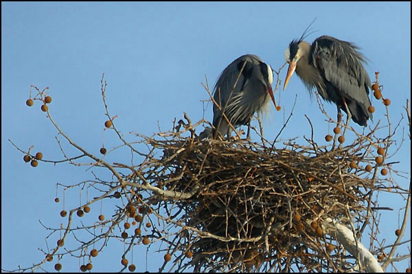 Herons Two in Nest card