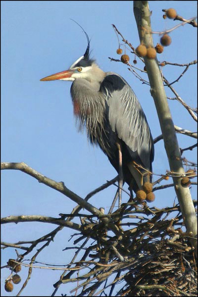 Lone Heron in Tree card