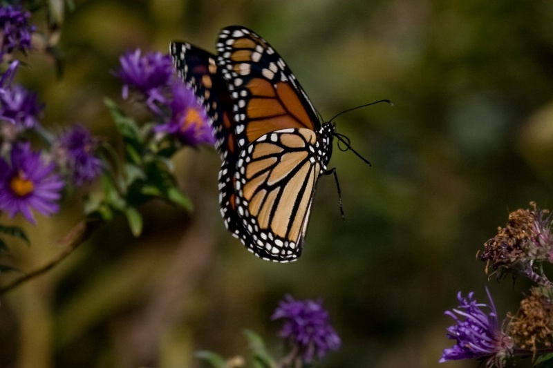 Monarch on Wing