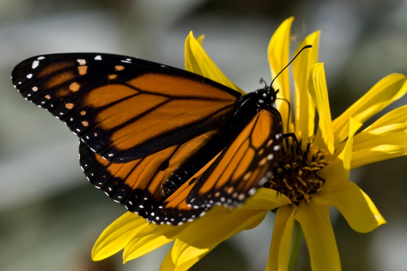 Monarch at Rest