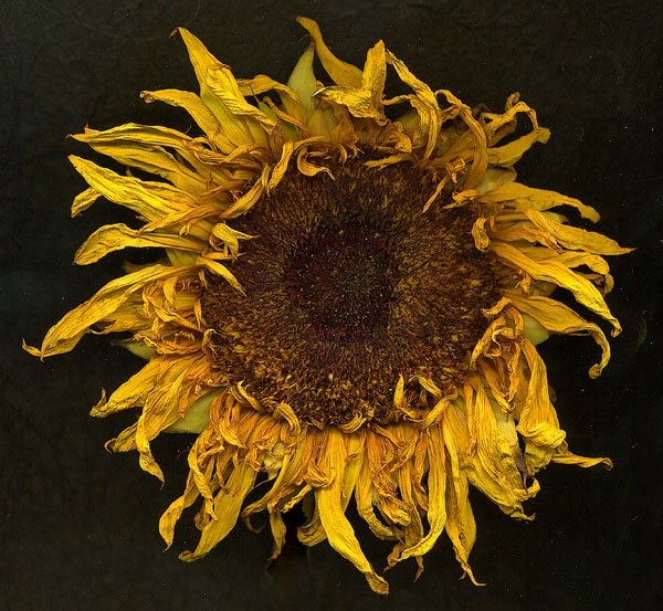 dry sunflower