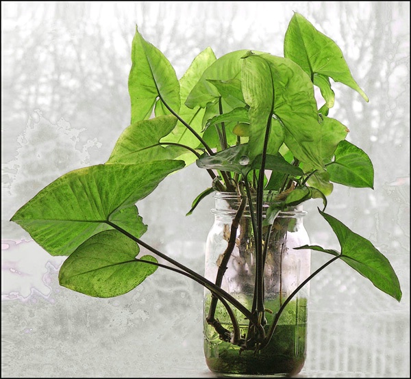 green plant in the window 