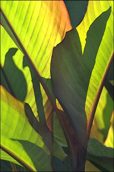 Plant Shadows 