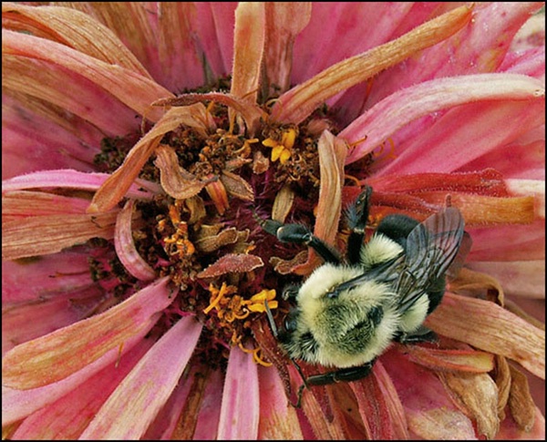 Bee On a Wilting Flower