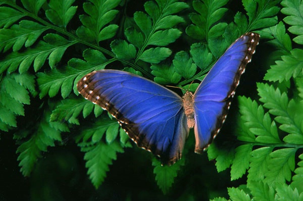 Blue Butterfly