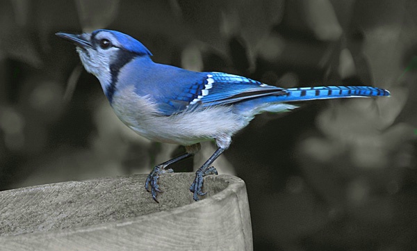 Blue Jay Posing