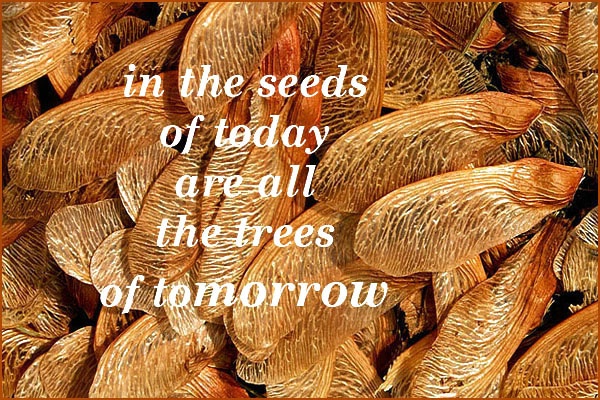 Seeds Of Today card