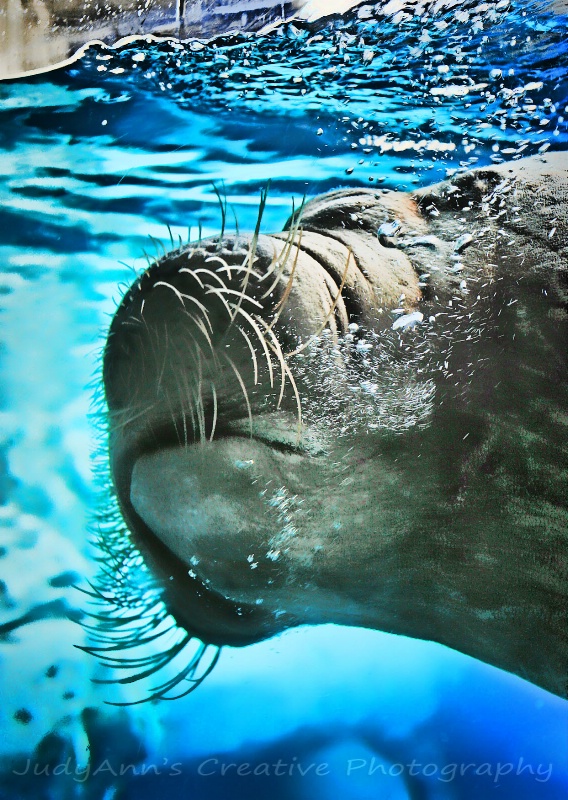 They call me, MISTER Walrus!
