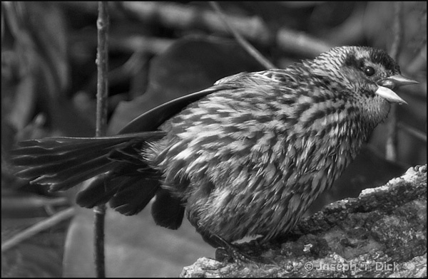  Bird on a Log bw