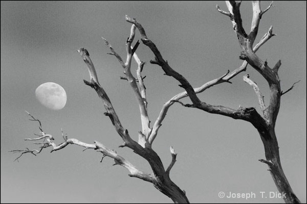Dead Trees with Moon bw
