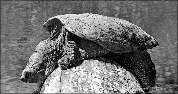 Big Turtle on a Log bw