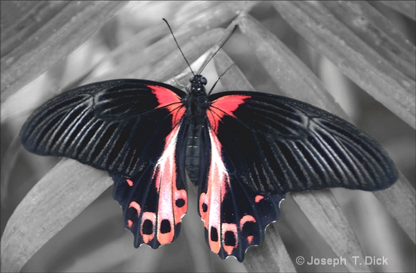 Black  & Red Butterfly bw