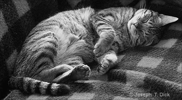 Erics Cat Sleeping bw