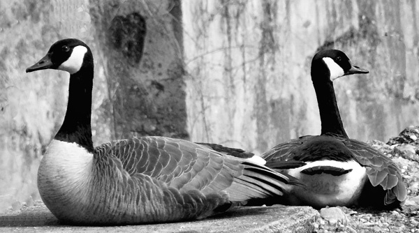 Goose Couple bw