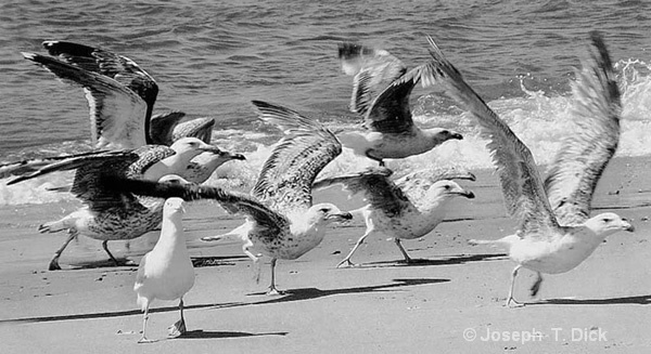 Gulls Taking Off bw