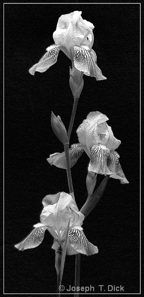 Irises in Black bw