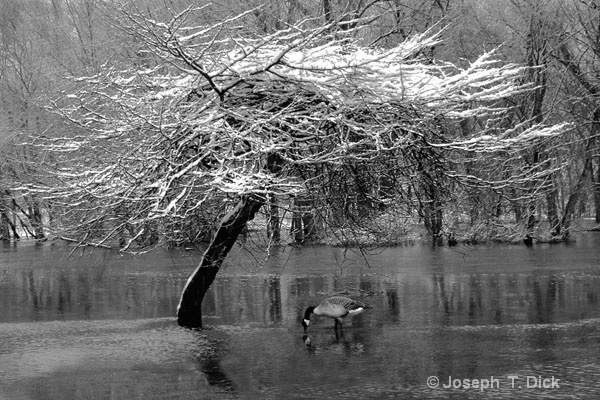 Lonely  Winter Feeder bw