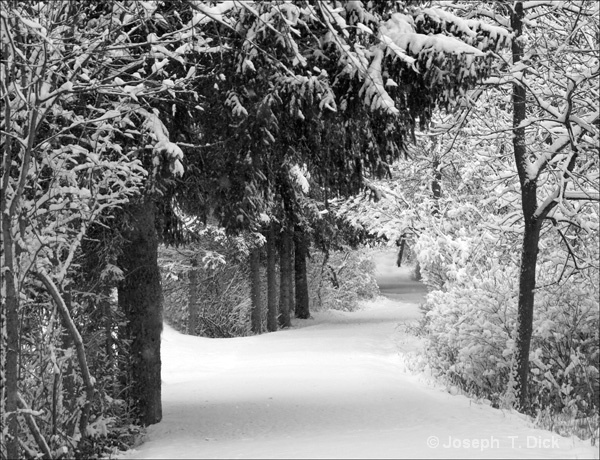 Snowy Park Path 2