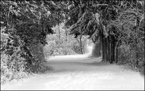 Snowy Park Path 3 bw