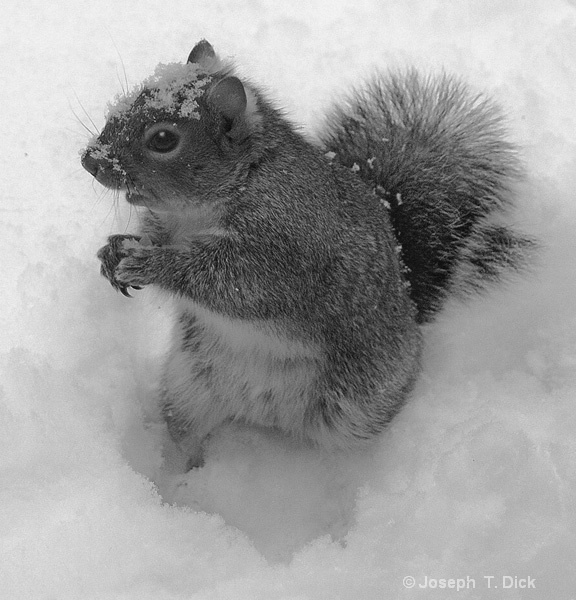 Snowy Squirrel bw