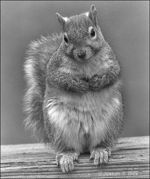 Squirrel bw