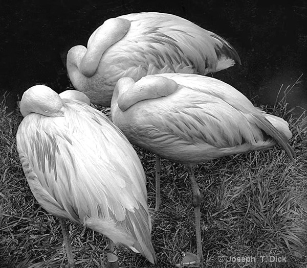 Three Flamingos bw