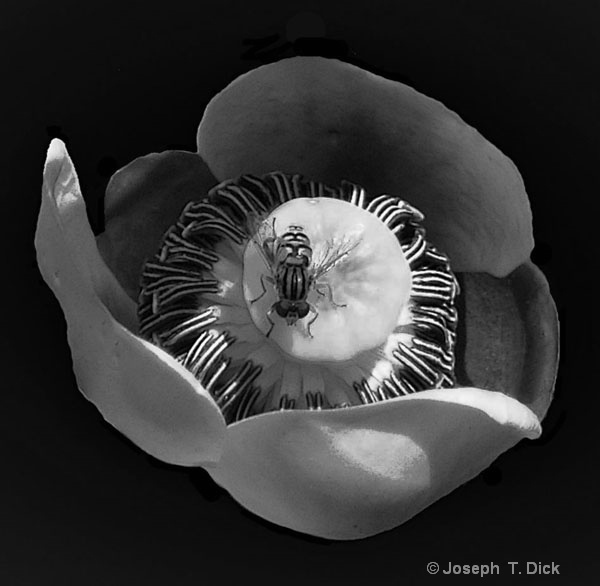 Water Lilly Bloom with a Fly bw