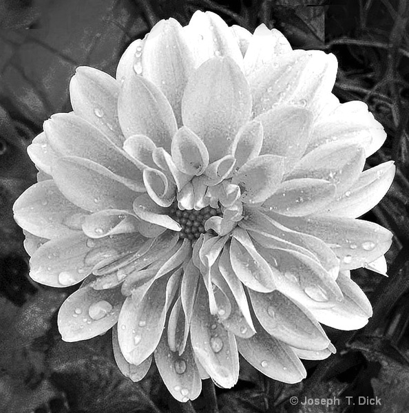 Rain on a  Flower bw