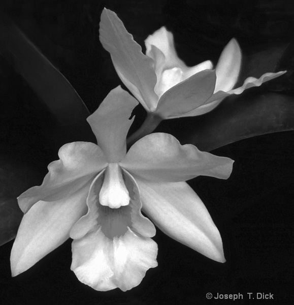 White Orchid bw