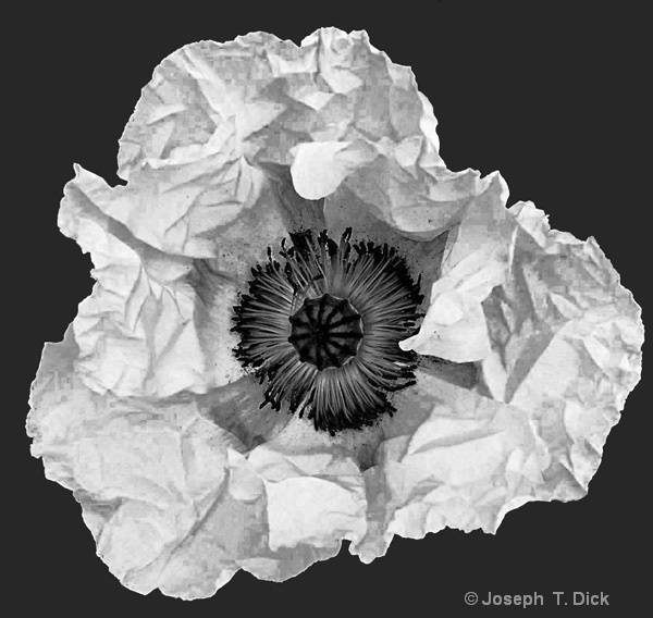 White Poppy bw