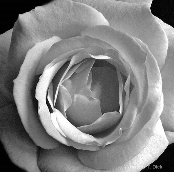 White Rose Closeup bw