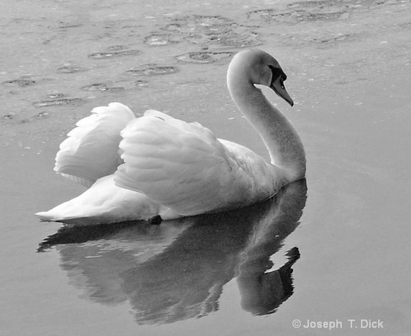White Swan bw