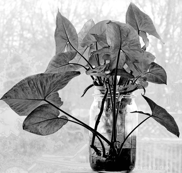 Window Plant bw