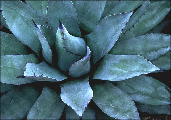 blue cactus