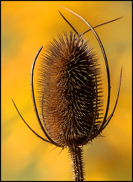 golden thistle