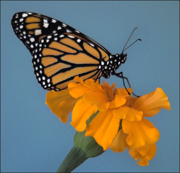 monarch 1