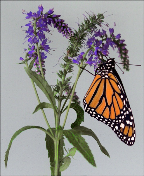 monarch 2