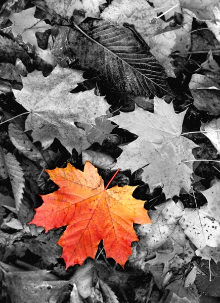 outstanding leaf