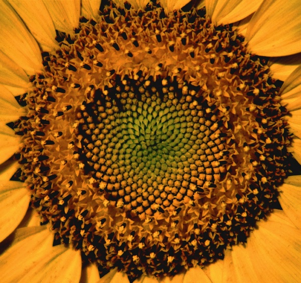 Sunflower Mandala