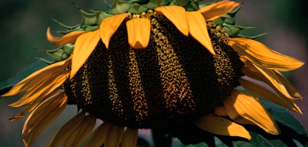 Sunflower Shadows