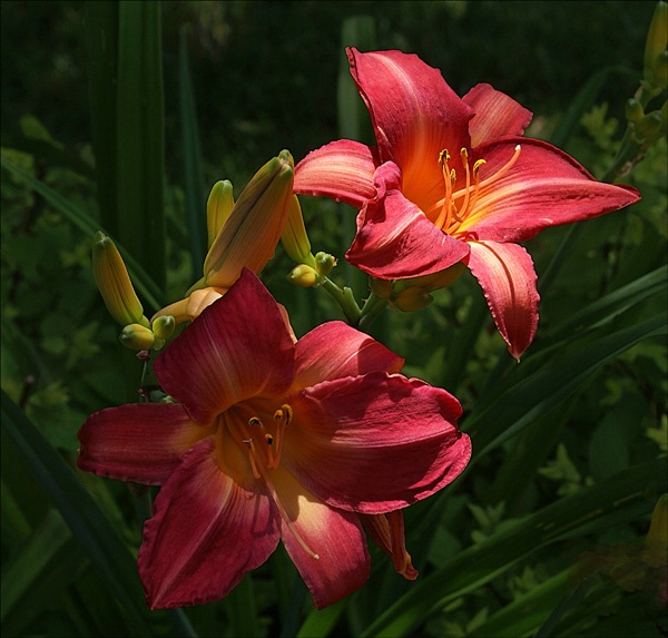 Sunlit Lillies 8
