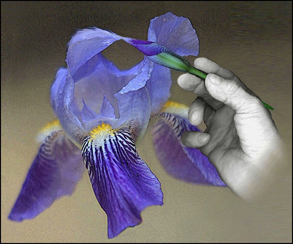 the creation