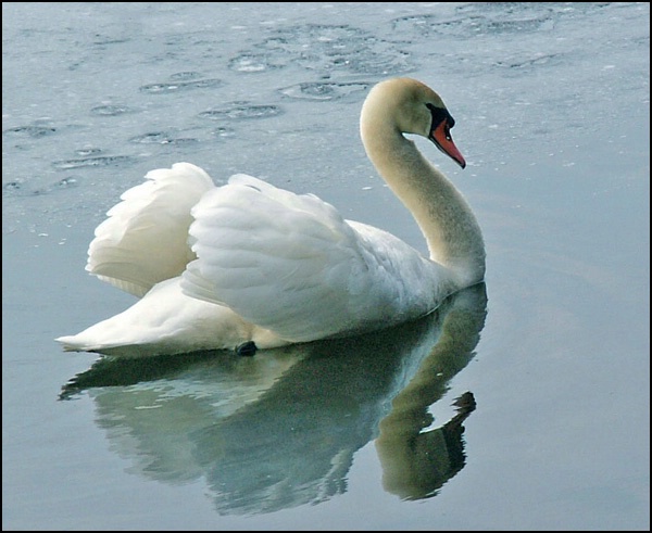 the swan