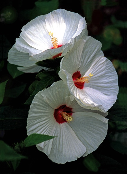 Three Hibiscus