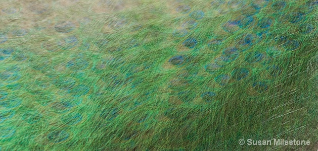 Peacock Multiple Exposure