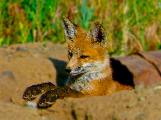 Fox Pup